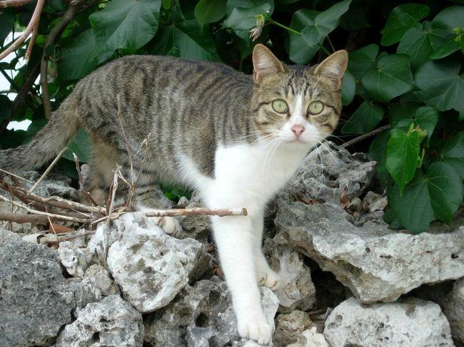 「ねこ」つながり。