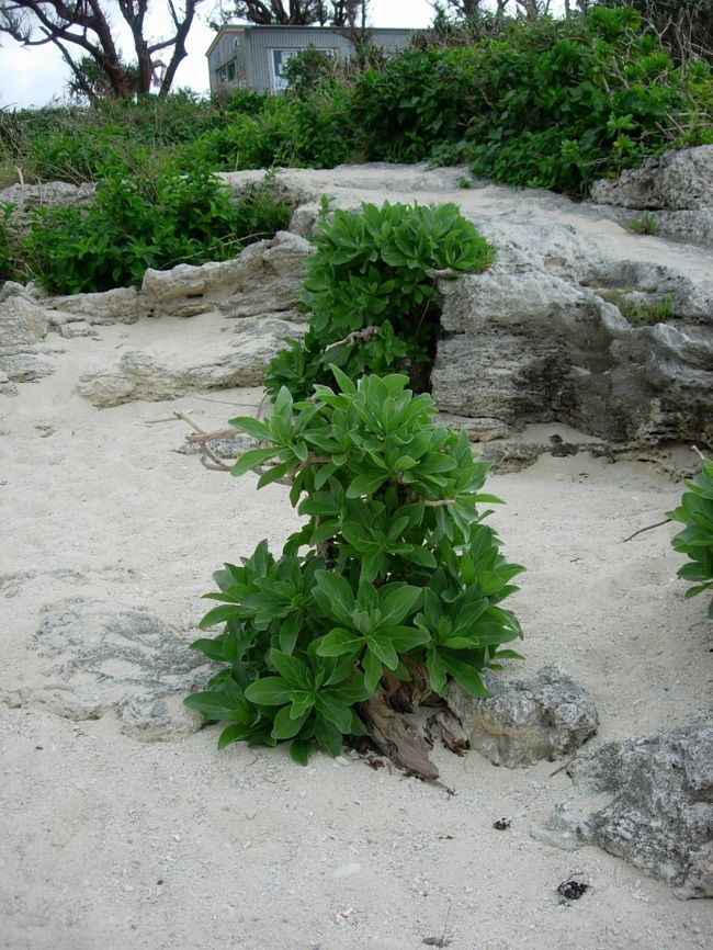 黒島でも頑張ってます。