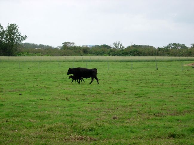 親子の牛さんです。