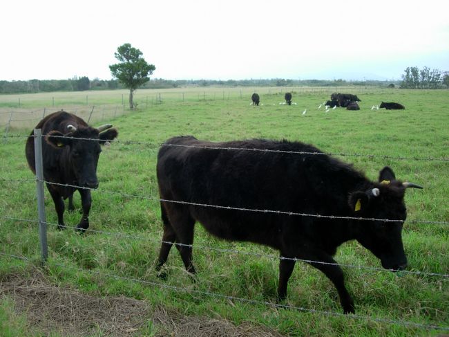 この後、衝撃的な光景も目にします。<br />びっくりして、写真に収めることができませんでした。