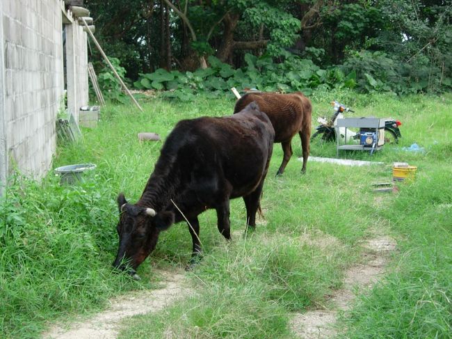 宿の前の空き地に遊びに来た牛さん家族です。<br />雑草は牧草よりもおいしいの？<br /><br />翌日の朝も3頭仲良く来てました。