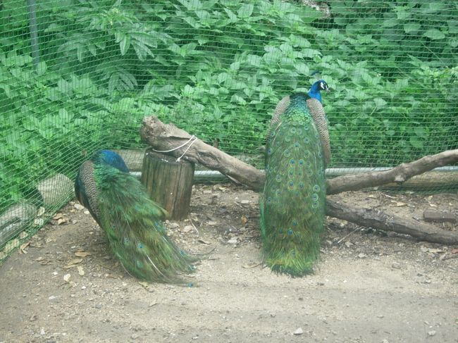 害虫として指定されている孔雀。<br />yamahaめ！