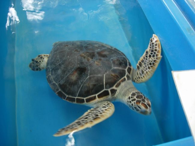 うみがめさんです。