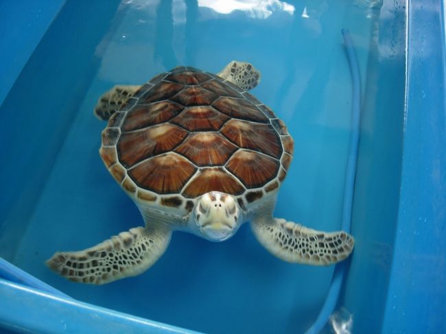 うみがめさんです。