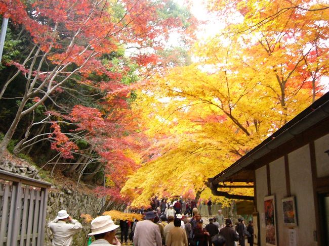 参道です。どのお寺にもいえることですが，駐車場から本堂までが長い！階段だったり坂道だったり・・・まあ，楽してはきれいな景色は見れず，お釈迦様も願いを聞き入れてくれないんでしょう。