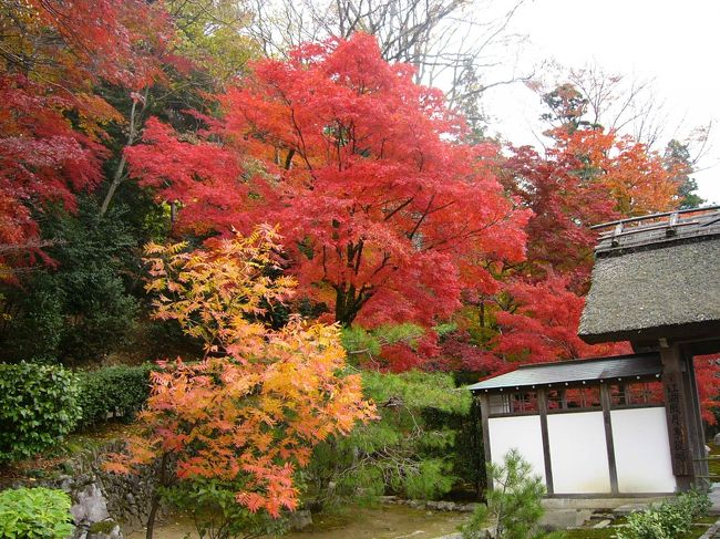 個人的にはこの永源寺のもみじが一番赤かったです。（写真ではそう見えないけれど・・・・）