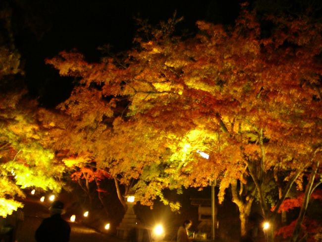 暗くなったら今度はライトアップで！これは日吉神社です。関東地方では，あまり紅葉のライトアップってやってないから新鮮でした〜♪