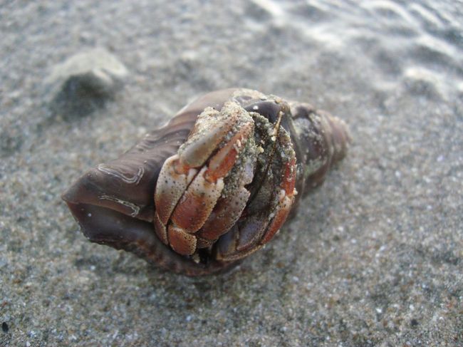 やどかりさん。