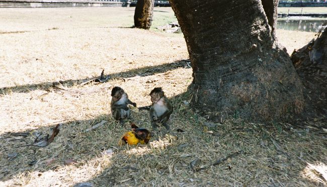 ｱﾝｺｰﾙﾜｯﾄのサル。何匹もいるがサイズは全て小さい。<br />多分そういう種なのかな？？