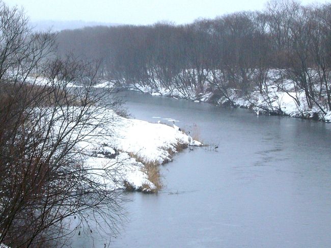 丹頂がねぐらにしていると言う川岸で第一号を発見！<br />これは3羽の親子