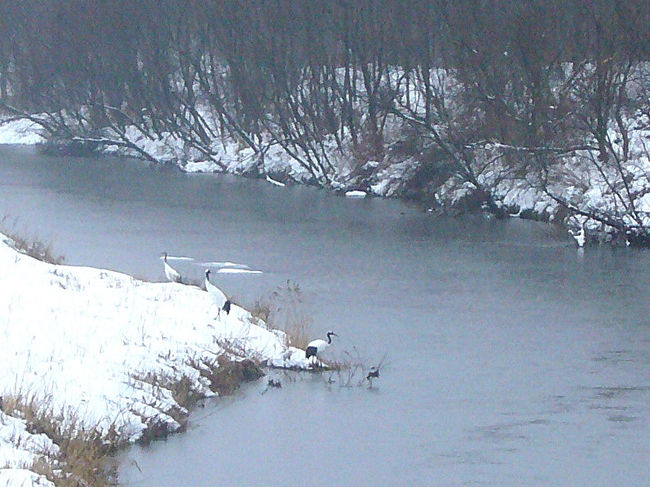 拡大したもの<br /><br />野生で生きている丹頂でしょうか。餌を捕っています。<br />本来は早朝でないと見られないそうです。