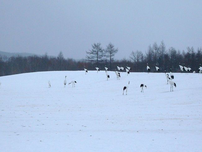 場所を移動しサンクチュアリ（給餌場）へやってきました。<br />ここにはたくさんの丹頂が！