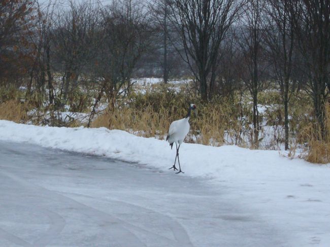 駐車場側をみると一羽がとぼとぼとやってきました