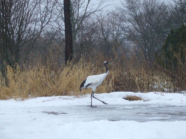 この距離1〜2メートル。<br />かなり至近距離です！！<br />結構、大きい