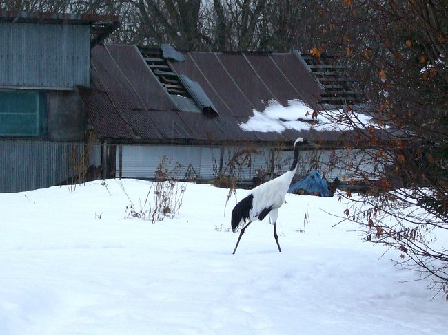 どうやらこの子ははぐれ鳥みたい。<br />とぼとぼと給餌場まで戻って行きました。
