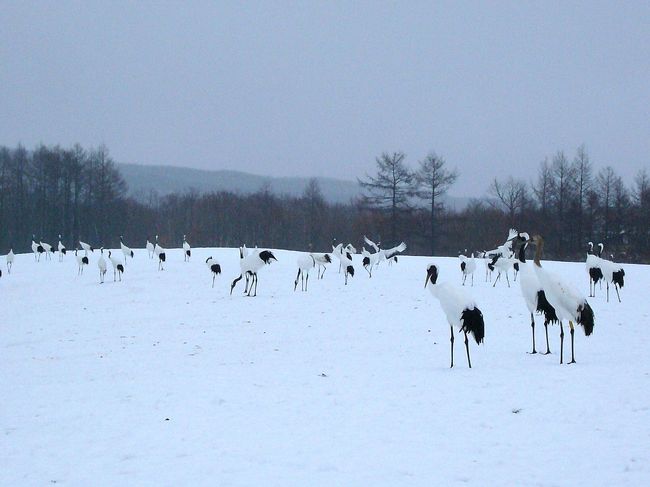 初めて見る丹頂に大感動！！