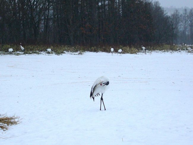こんな姿も美しい☆