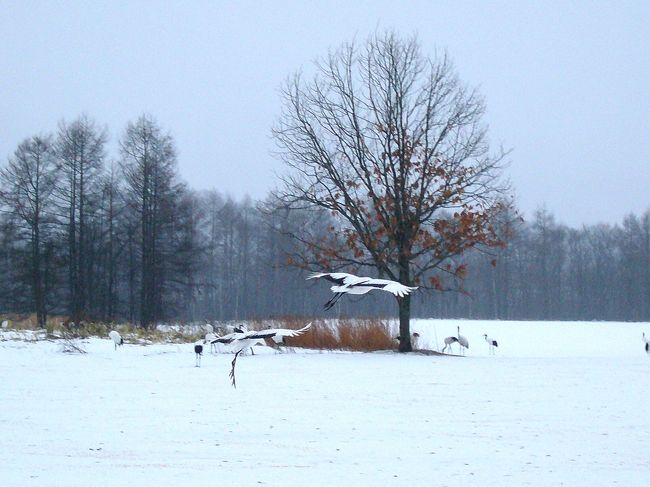タイミングよく、目の前に飛んできました。