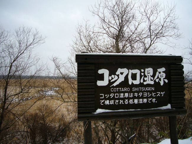 移動してコッタロ湿原へ。
