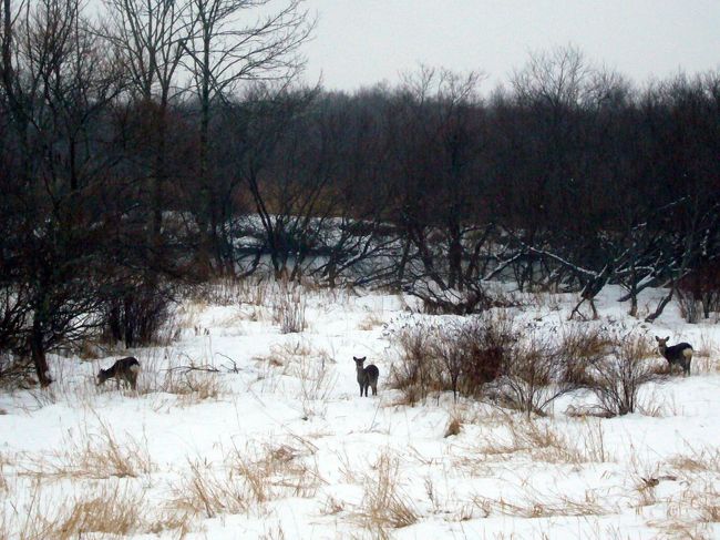 車で移動中、エゾシカに遭遇！