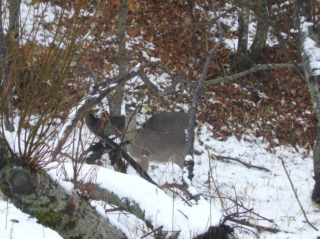 またもや、エゾシカ。<br />今度は車のすぐ目の前。<br />逃げないで〜