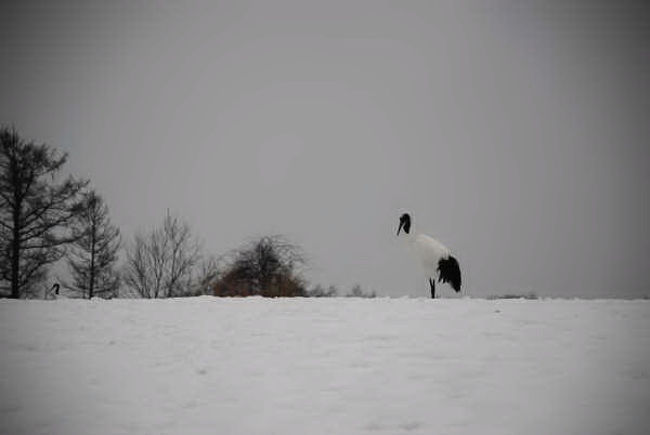 タイトル「孤独」<br /><br />こちらは一眼レフの画像。私のと色みが違う