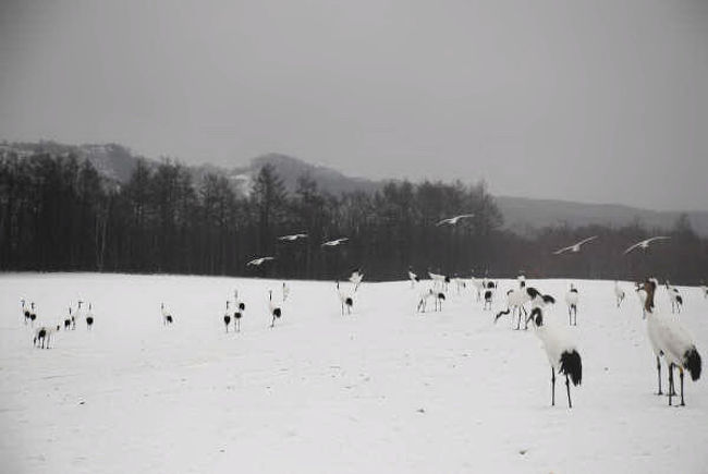 また沢山の丹頂が餌を求め、飛来してきた。