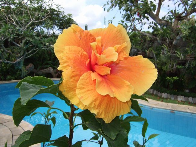 常夏ゆえいろんな種類のハイビスカスの花が年中、庭に彩りを与えてくれます。