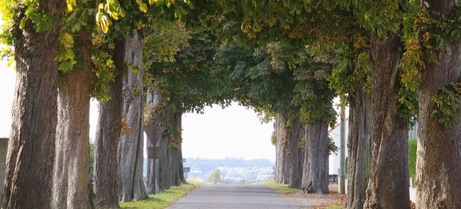 並木のトンネル