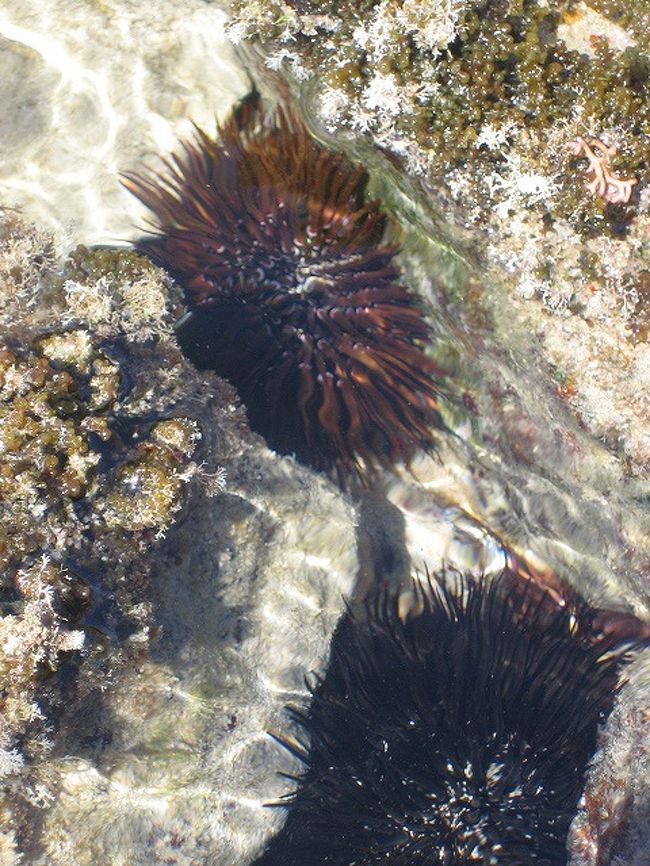 足元にはウニが！<br /><br />食べれるのかな・・・食べれたのかな・・・<br /><br />ウニ大好きな私は、後で真剣に考えたりして・笑
