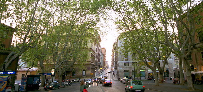 ローマ駅前の緑の並木を行く。