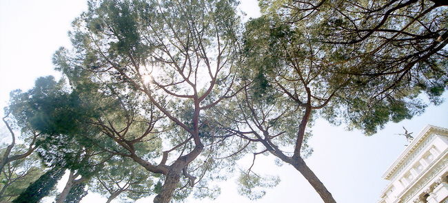 松を見上げる図。<br />陽の光がいい感じですね。