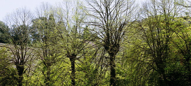 新緑がまぶしい。。