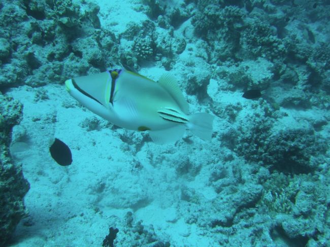 piccaso trigger fish