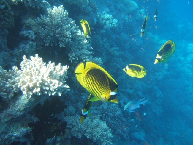 beautiful beautiful butterfly fish<br />