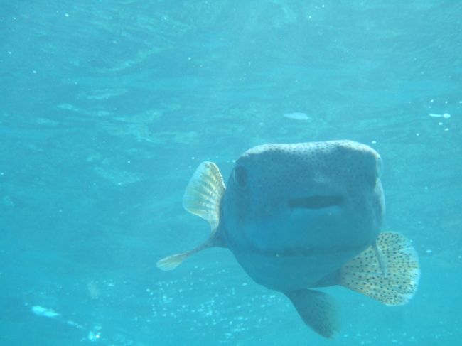 blow fish looking at you!<br />soooo cute!
