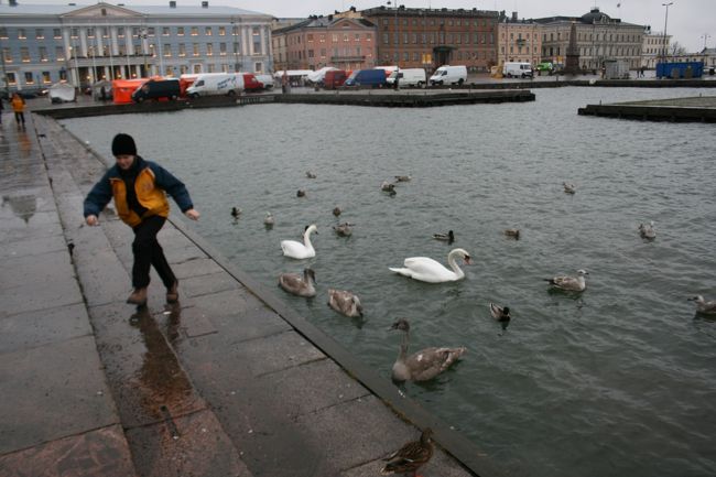 フィンランドの港には鳥がたくさんいた。猫はいない。