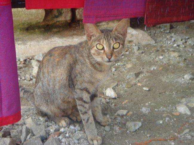 この猫がミャンマーで見た中で一番健康的だったかも。