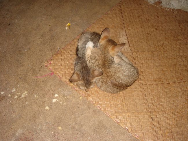 これはマンダレーヒルを上ってる時に見つけた子猫。<br /><br />夕方から行ったので真っ暗で足元が見えない！是非、懐中電灯を持参してくださいね。<br />なぜって？<br /><br />黒いふさふさの毛虫がいっぱい歩いてます(≧ロ≦) （毒はないそうですが。。でもねェ。。）<br /><br />急な階段も沢山あります。<br /><br /><br /><br /><br /><br />