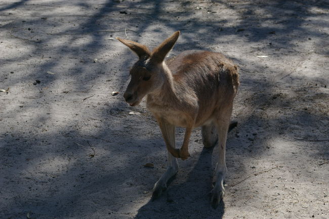 午後からはフィリップ島のペンギン見学ツアーに参加。<br />フィリップ島に向かう途中に野生動物の保護施設を見学。<br />カンガルーをはじめ、親を亡くした動物や怪我をした動物などを保護している施設でいろいろな動物に触れ合え、なかなか貴重な経験でおもしろかったです。