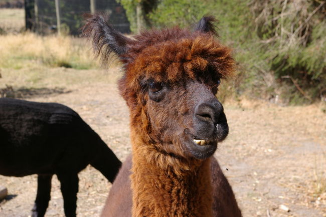 アルパカに餌付け。<br />こんなに間近でみるのは初めてで結構気性が荒っぽくてこっちがヒヤヒヤ。