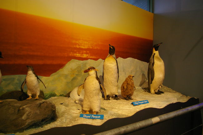 いよいよペンギンパレードを観察に。<br />観察用のデッキからじっとペンギンの群れがあがってくるのを待つ。しばらくすると5-10頭づつの群れがそこらじゅうから波に流されながらも必死でがんばって上陸し、巣に向かってダッシュする光景がはじまり、感動の光景でした。自然保護のためカメラ撮影は一切禁止ということで残念でしたが、自然をそのまま残すのを徹底していました。<br />少々夏とはいえ、冷えましたが、これはまたいきたいです。