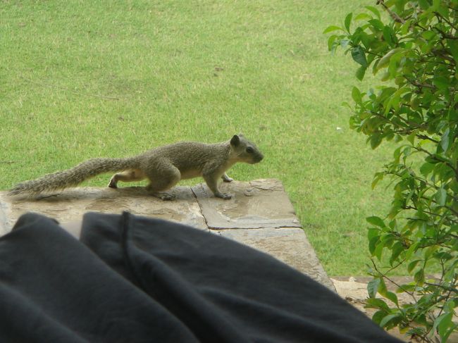 リスが遊びに来る！