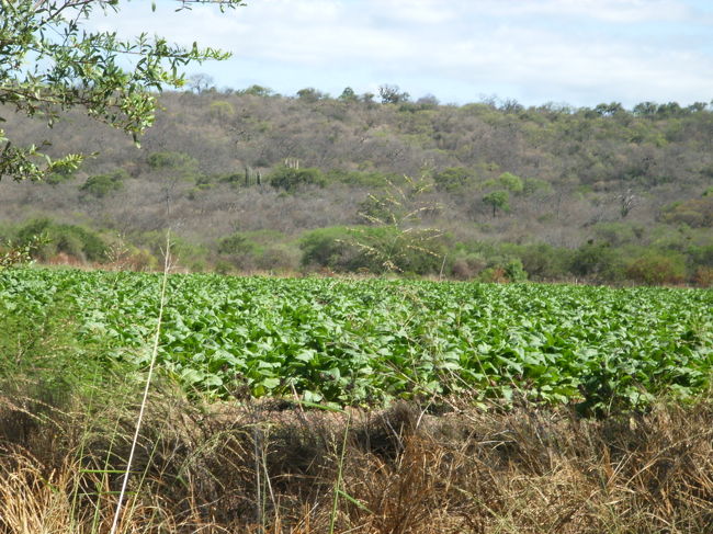 サルタの主力産業は観光。そして次にタバコなんだそうです。なのでサルタを出発してからしばらくはタバコ畑が広がってるのを見る事が出来ます。