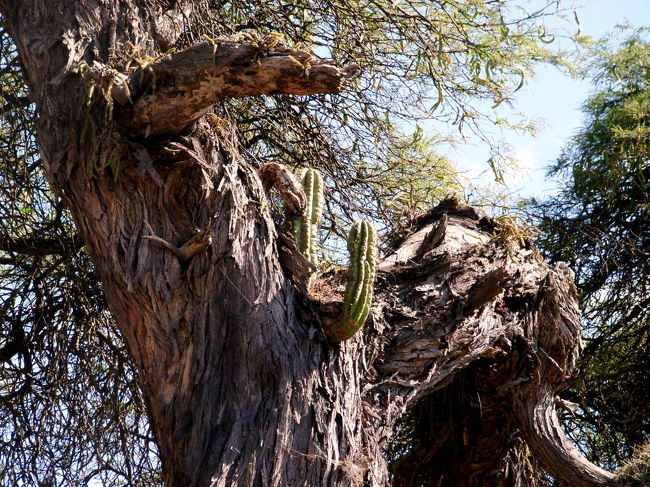 道路脇に立っていた木にサボテンが。うわぁっ！サボテン！と思って撮ったけどこの後アンデスのあちらこちらでサボテンを見かけることに…でも木が生えているのは低い所だけなんで、こういったのが見れるのはこの辺りまで。