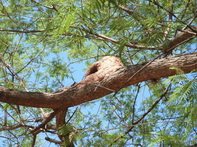 アルゼンチンの国鳥セアカカマドドリの巣。もちろん鳥もいたんですが動きが速いのと小さいのとで撮れず。<br />ディエゴはおしゃべりで色んな事を話してくれているのだけどスペイン語だからわからない。サイモンがかいつまんで教えてくれるけど、やっぱりこういう時って言葉が出来るといいなーって思う。