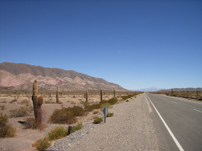 緑いっぱいの山道を過ぎると、いきなり開けた所に出ます。そこには辺り一面サボテンが！しかも1つ1つが人よりもデカい！すごーい！