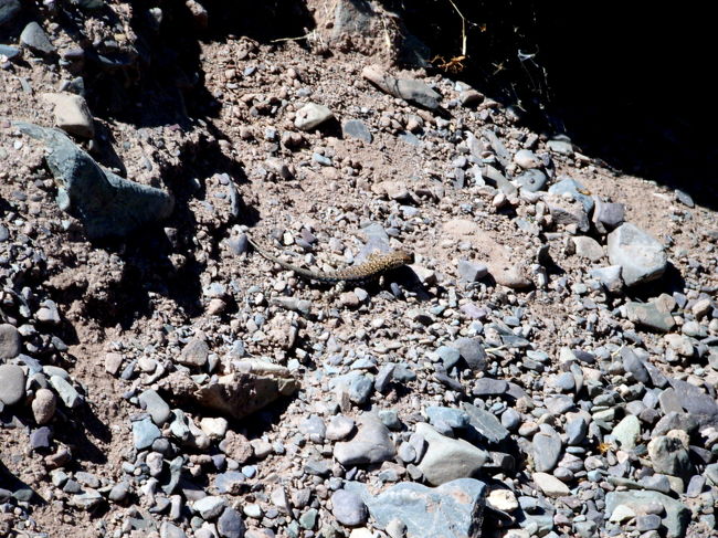 トカゲもいました。<br />この辺りは標高が高かったけど暑い。