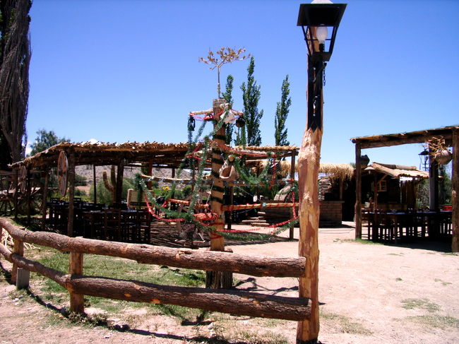 このクリスマスツリーもサボテン。