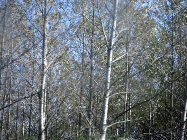 ケチケメートに向かう列車の車窓から<br /><br />これが撮りたかったんです@<br />どこも特にハンガリーらしいところはないです。日本なら、北海道あたりで見かけそうな景色かもしれません。<br />でも、撮りたかったんだもん、このシンフォニックな木々の風景。<br /><br />ケチケメート行きの約１時間20分の列車の旅。<br />最初のうちは、車窓の外はたいして面白くありませんでした。<br />列車は大半はハイウェイと平行に走っていたので、車窓の外はいままでの列車やバスの旅に比べると、興味が引かれる風景は少なかったです。<br />しかも、ハイウェイの柵が高かったので、景色が遮られてしまうのです。<br />それだけブダペストとケチケメートを結ぶ路線は、鉄道もバスも交通量が激しい幹線ということかもしれません。<br />なので前半は、車内では資料を読んで過ごしました。<br />しかし、途中で日が差し込んできて、窓の外に目が吸い寄せられるようになりました。<br />今や見なれたハンガリーの田舎の村落も見えましたが、私が必死になって撮りたくなったのは美しい木々の方。